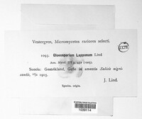 Gloeosporium lapponum image